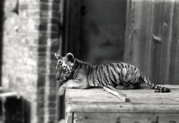 Tiger Cub Lying Down, 1914